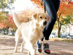 边境牧羊犬训练狗的训练营多少钱