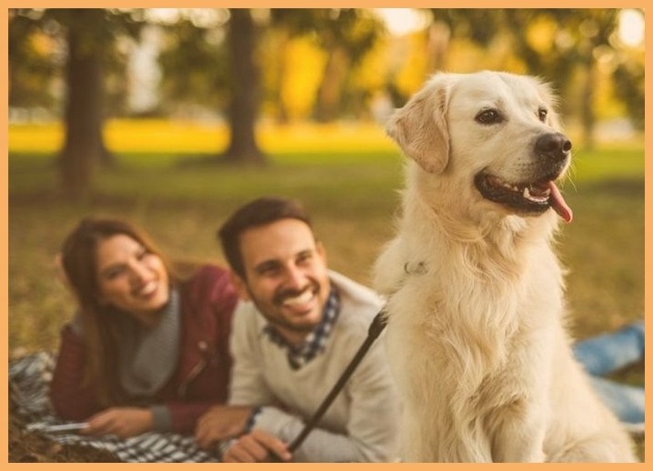 代训犬怎么训练哈士奇大小便