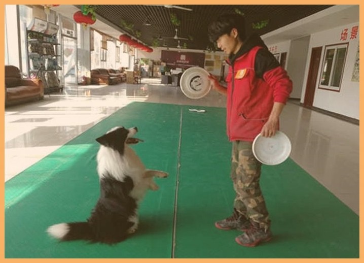 阿拉斯加雪橇犬怎么训练（阿拉斯加雪橇犬如何训练）
