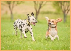 狗的训练学校多少钱怎么训犬