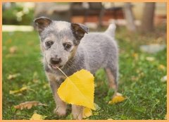 大型犬训练学校怎么样训练黑色拉布拉多